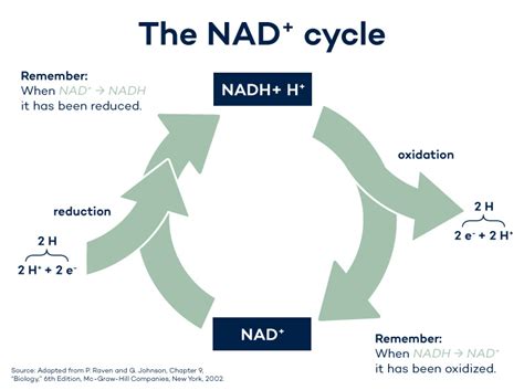 what compound receives electrons from nadh